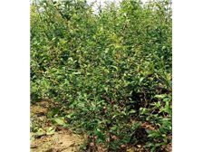 吳中區東山石井灣苗木場產品展示 花木蔥蘢，匠心培育